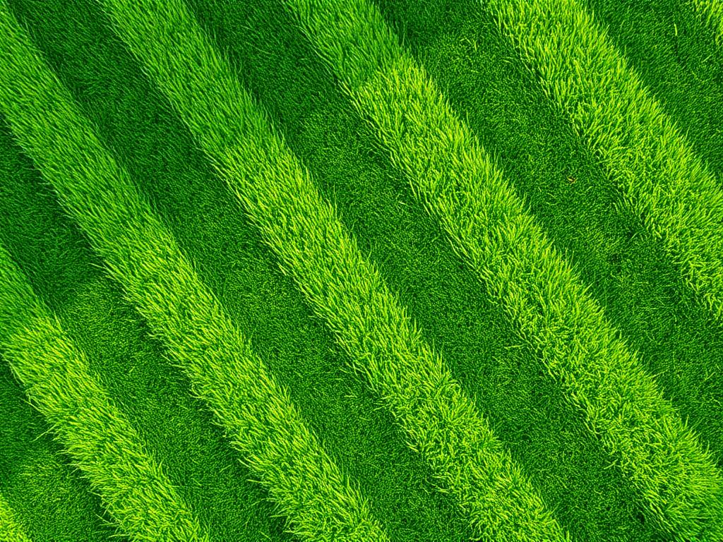 Freshly mowed striped lawn